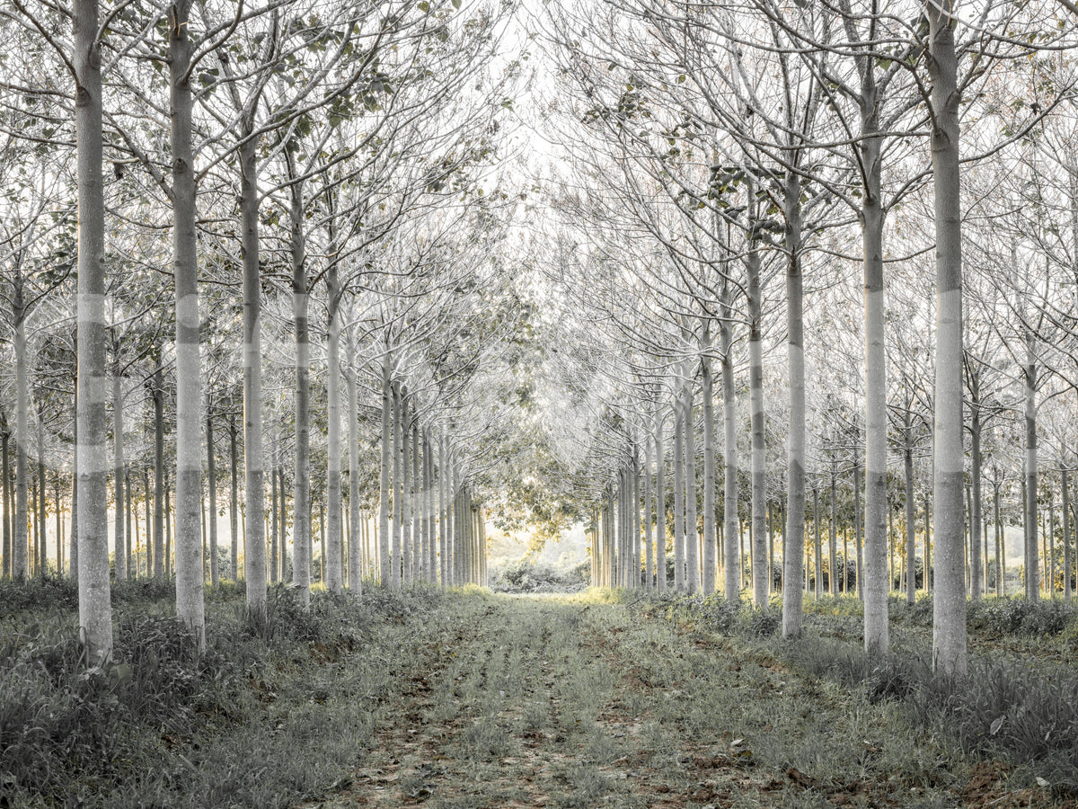 Minimalist misty woodland tree path contemporary wall mural in a living room, GD13039