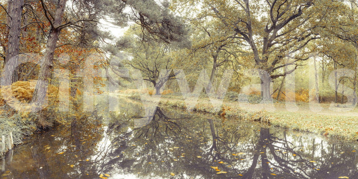Reflective Woodland River Path Wall Mural