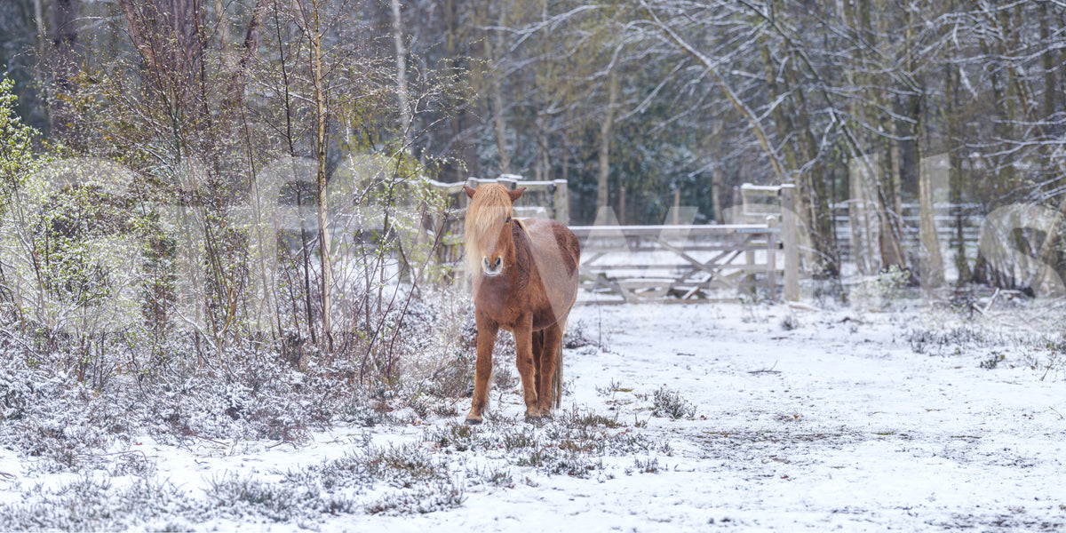 Rustic Winter Woodland Pony Wall Mural