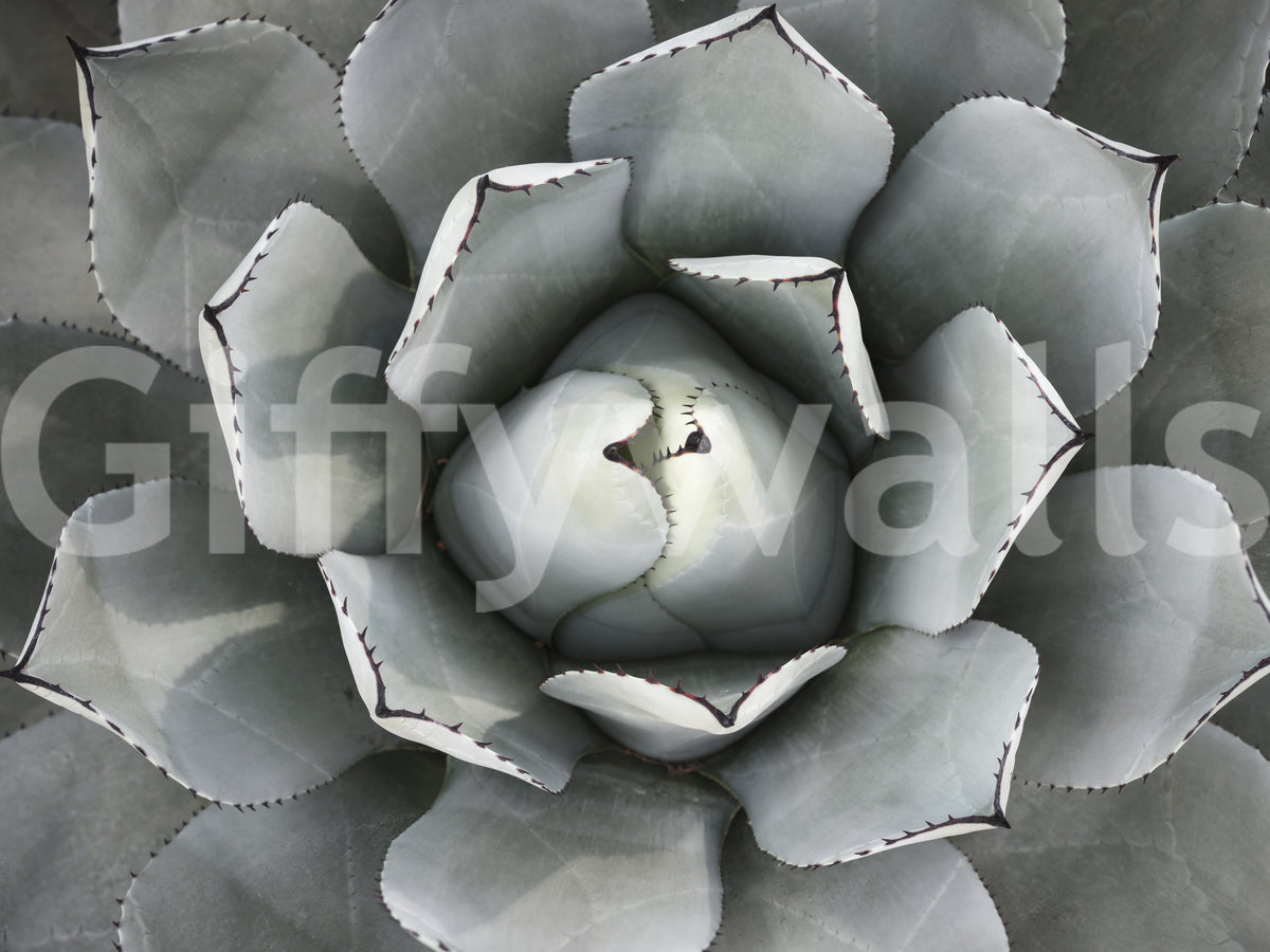 Desert Succulent Symmetry Wall Mural