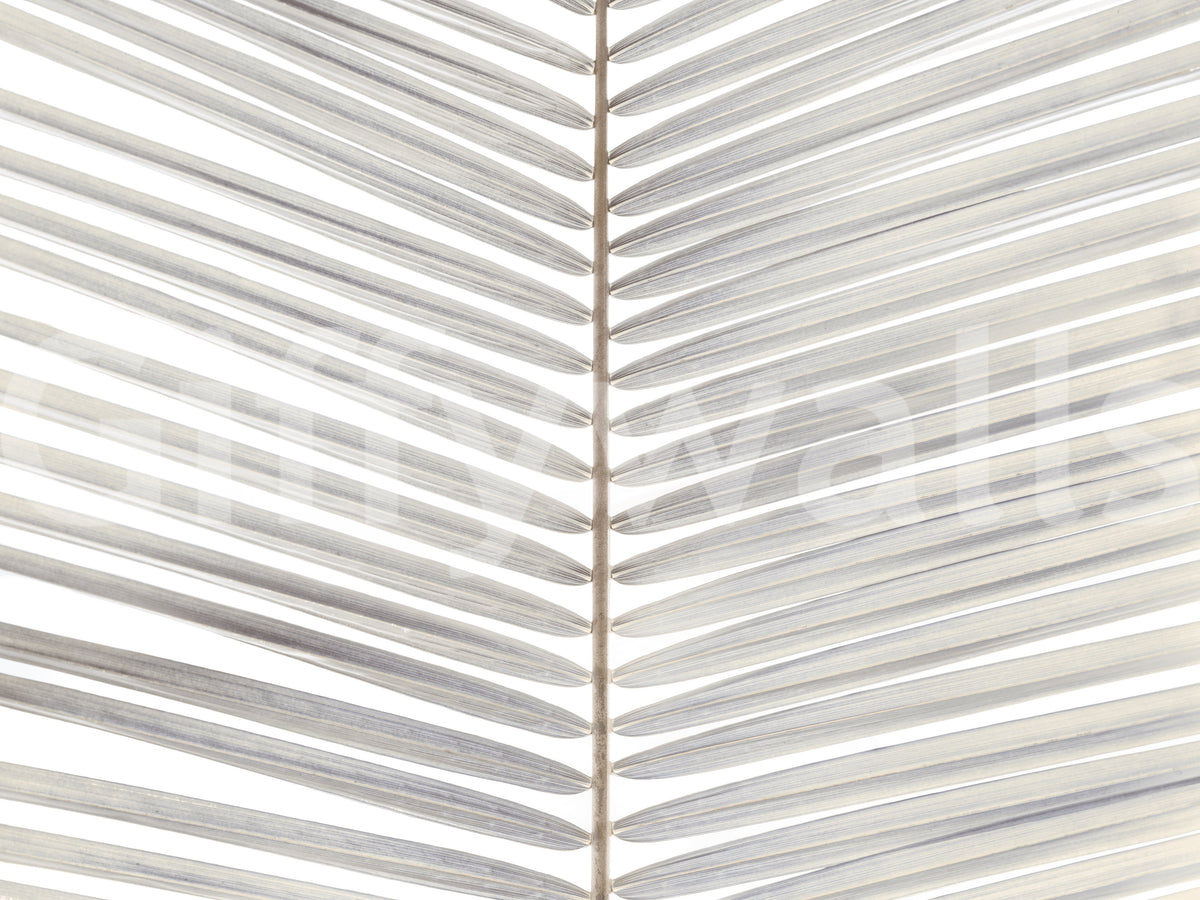 Symmetrical Frond Line Art Wall Mural