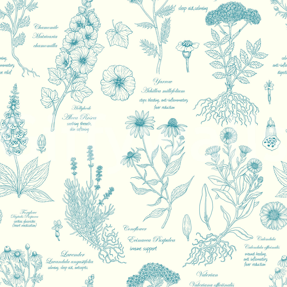 Botanical Sketch Herbarium Illustration Wallpaper