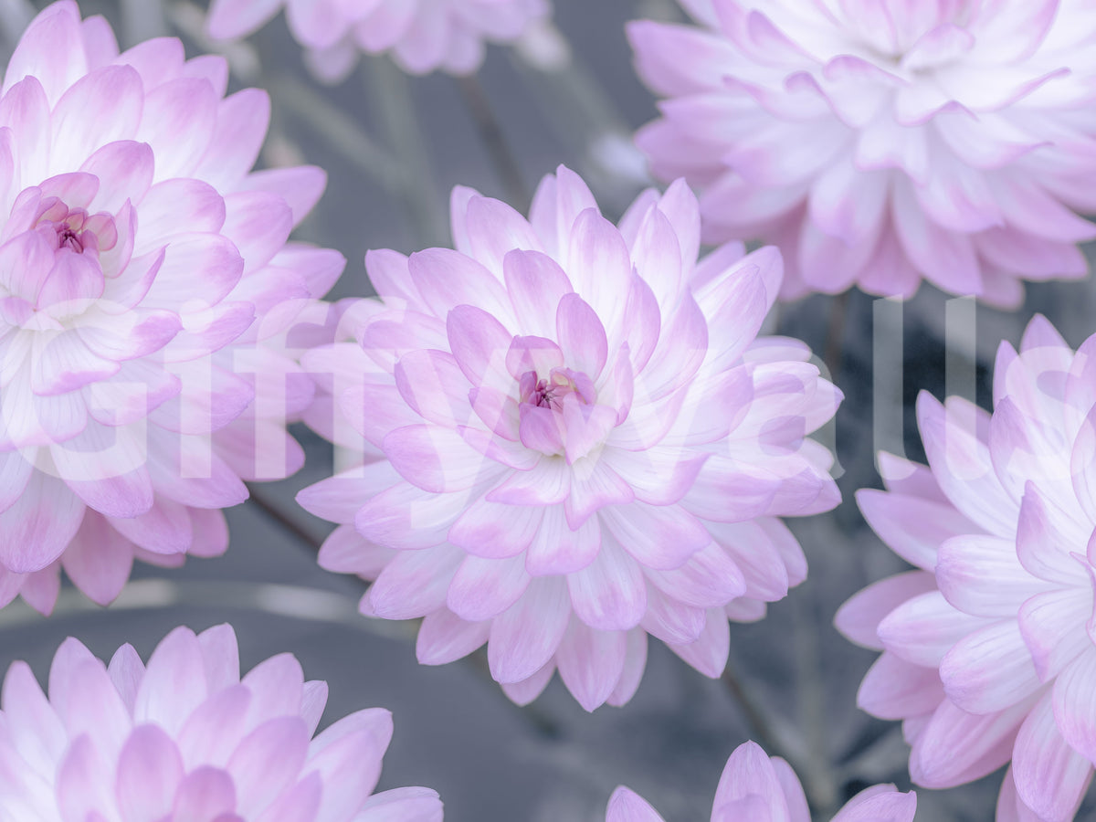Watercolor Bloom Pastel Harmony Wall Mural