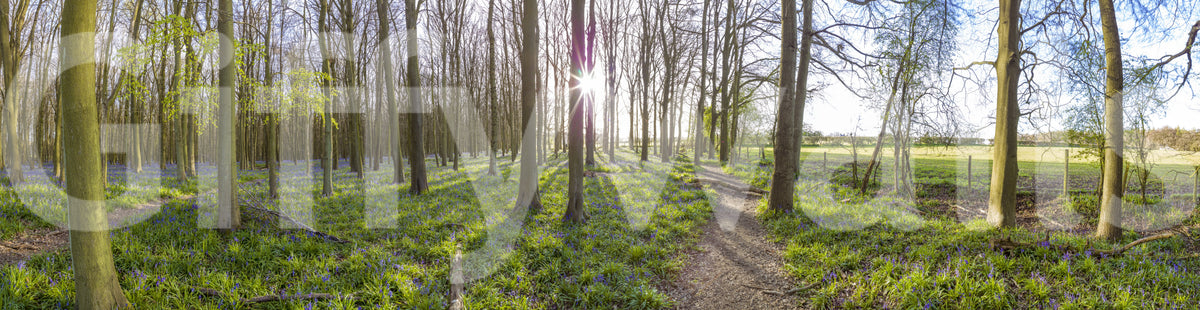 Woodland Morning Sunlight Wall Mural