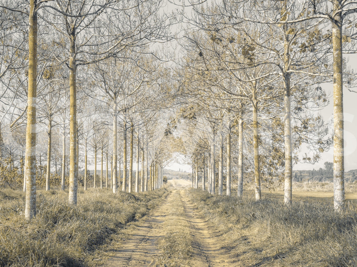 Rustic Forest Corridor Wall Mural