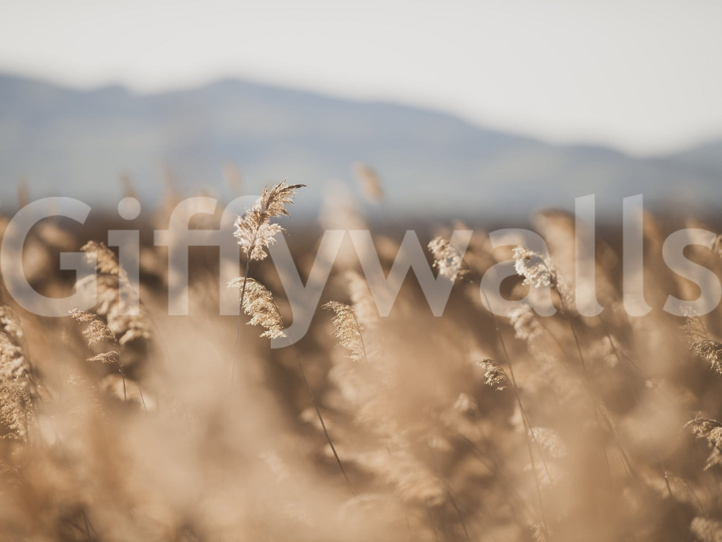 A high-quality minimalist wall mural for walls.
