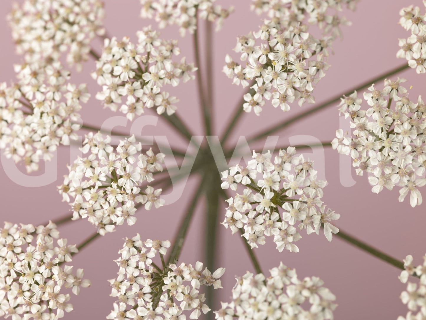 Muted tone botanical wallpaper for a calm meditation room wall mural.