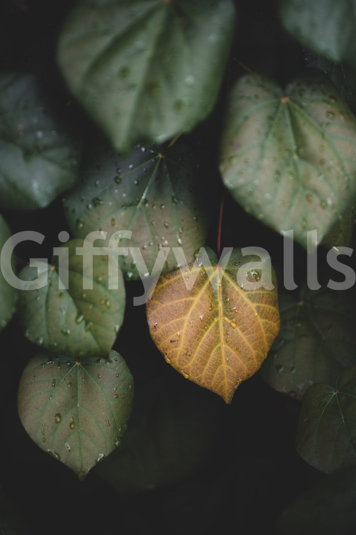 A high-quality minimalist wall mural for walls.