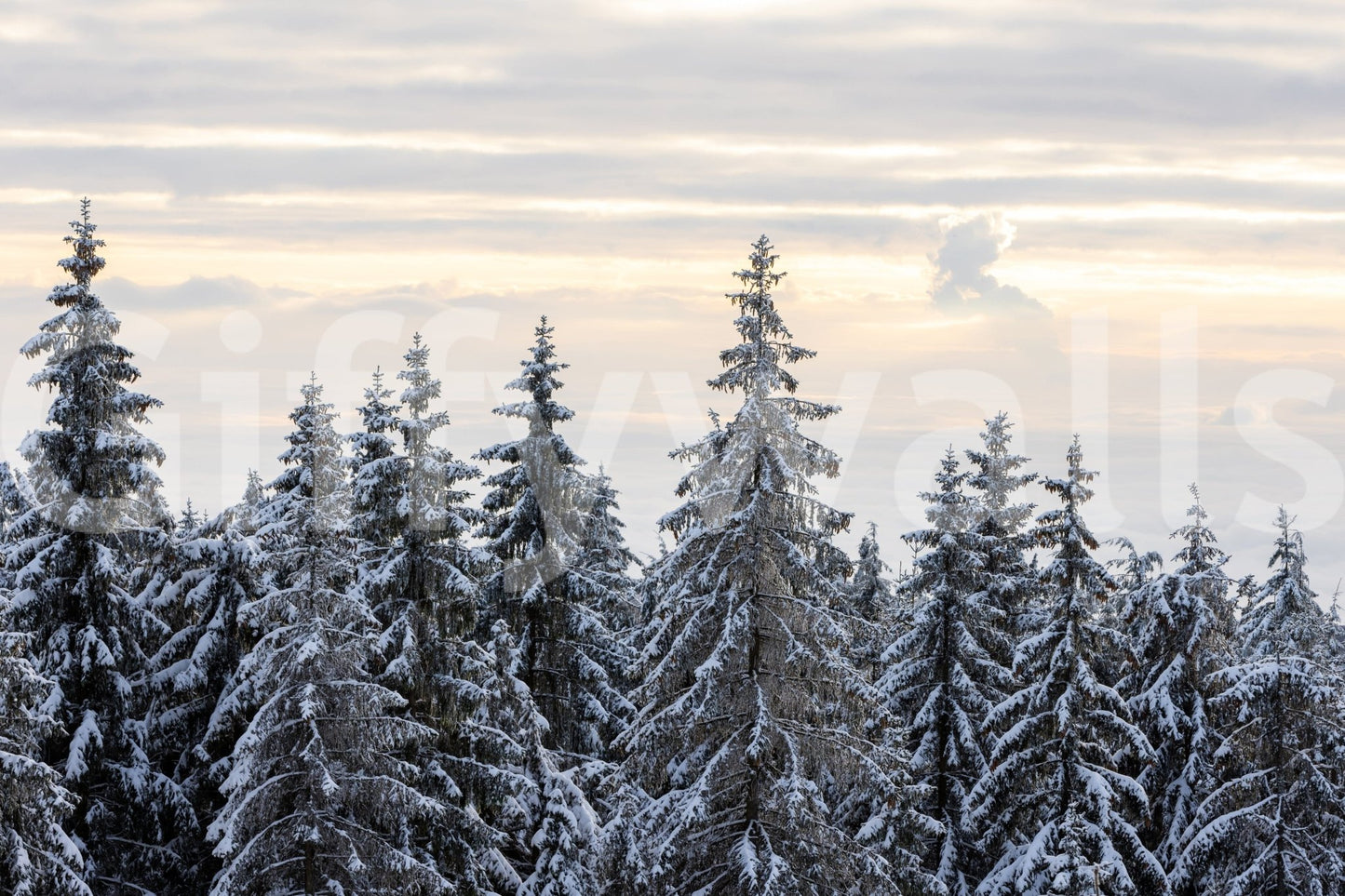Frosted tree landscape shown in Winter Pine Serenity wall mural with calm horizon