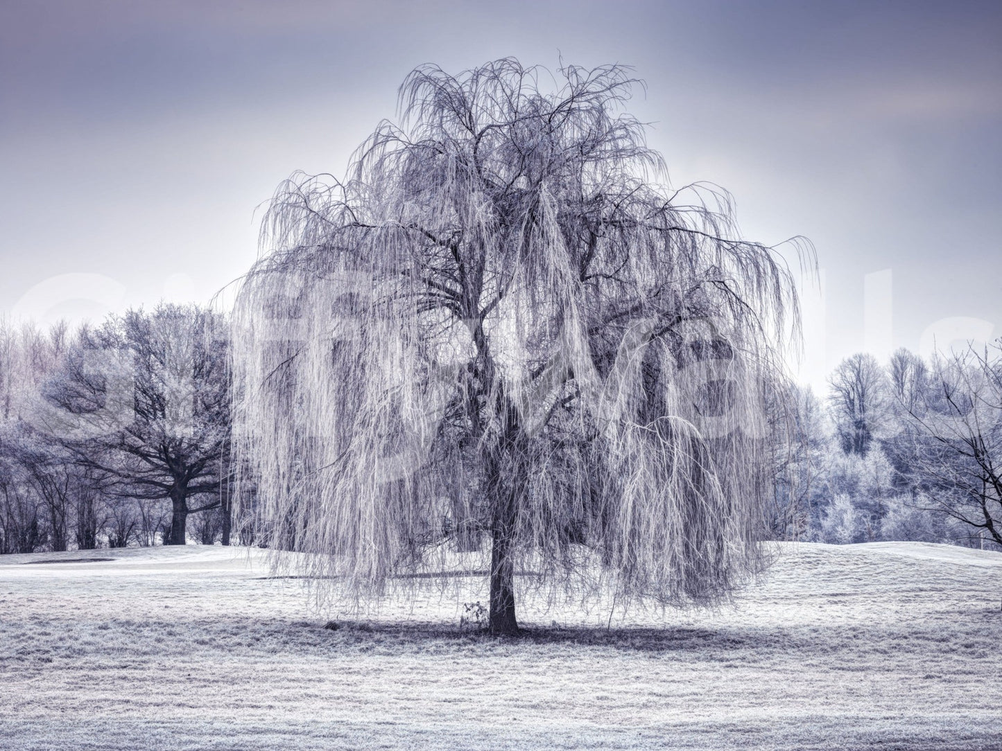 Moody Winter Weeping Tree Wall Mural, unique artistic wall decoration.
