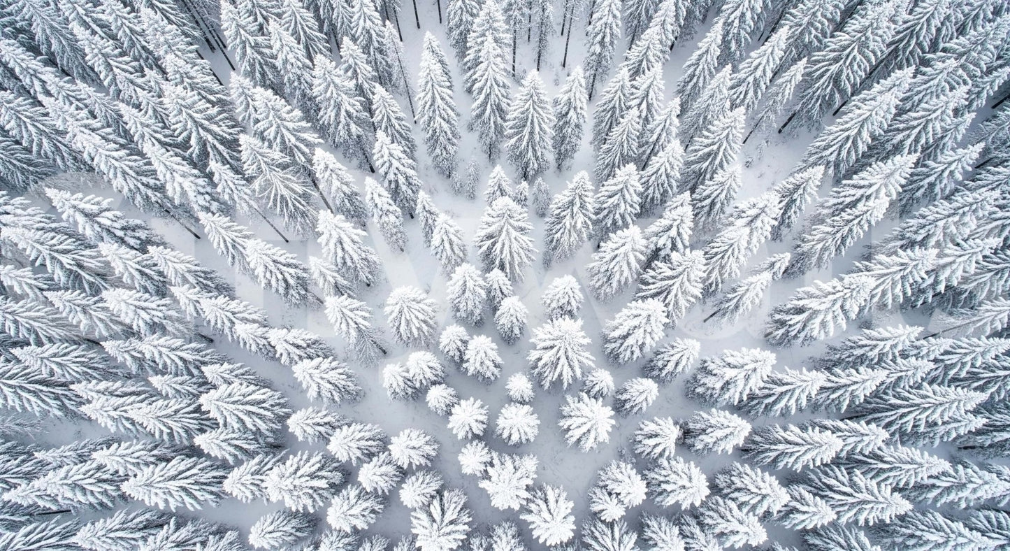 Winter's Embrace Wall Mural in a contemporary flat with clean lines wallpaper.