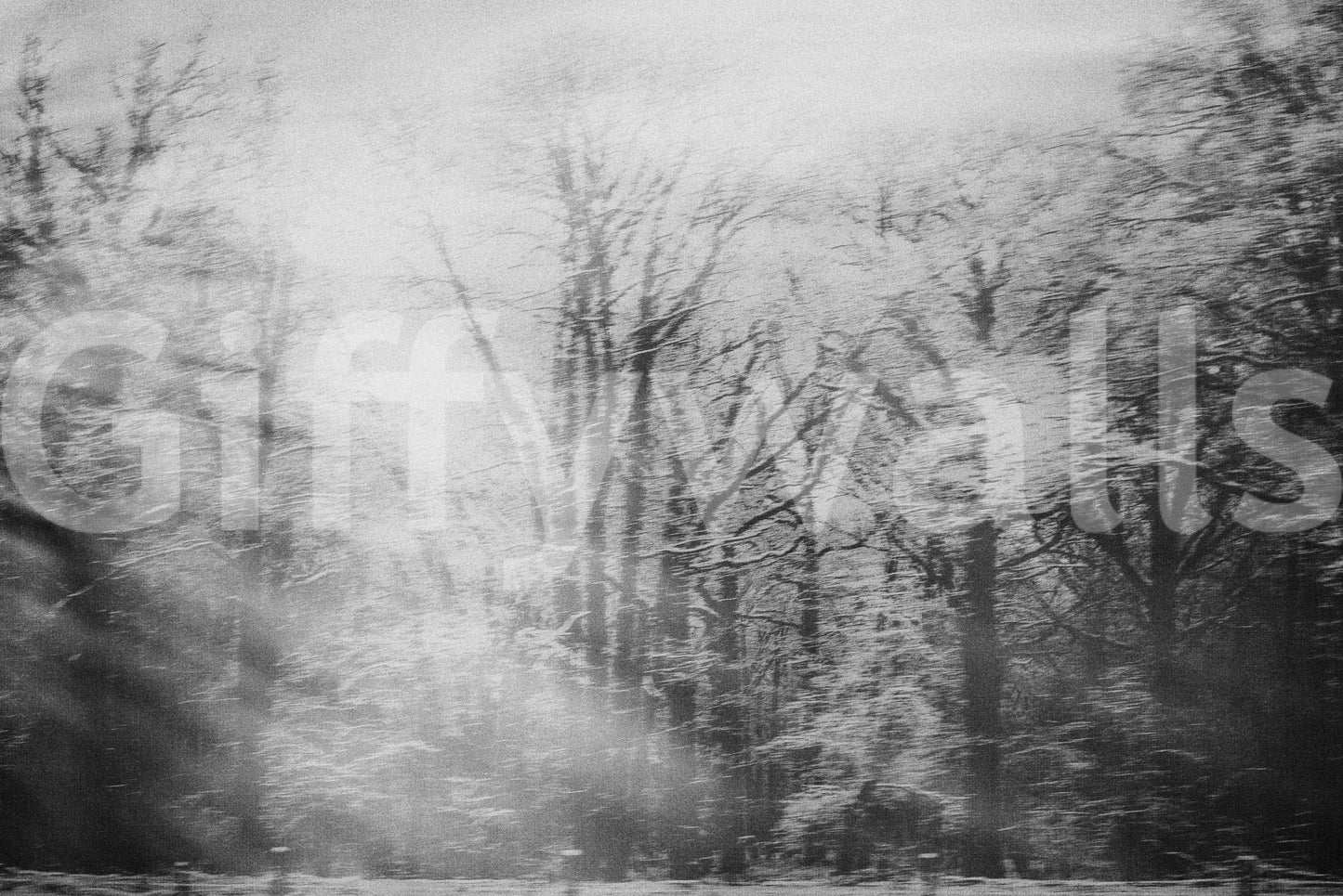 Subtle grey birch tree design wall mural for a nursery accent wall wallpaper.