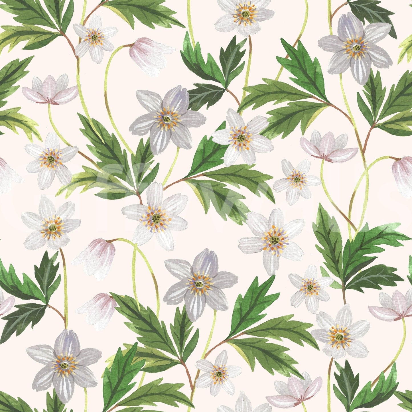 Wood Anemone on White Wallpaper