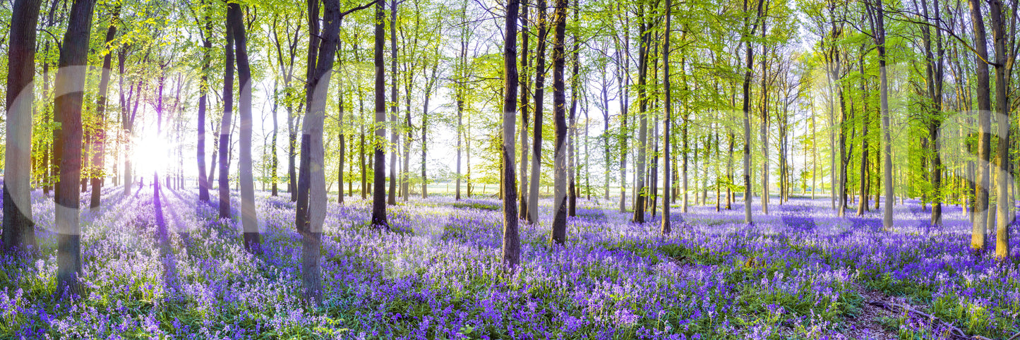 Woodland Bloom Panorama Wall Mural