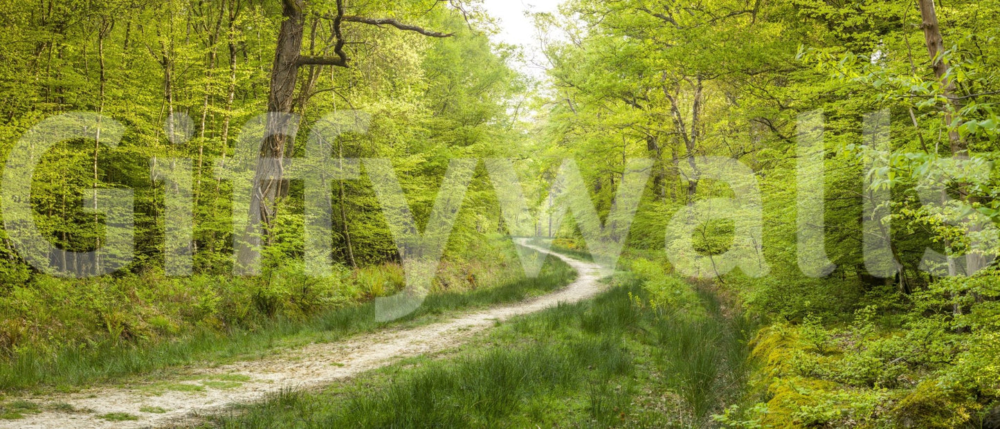 Woodland Wanderlust Wall Mural