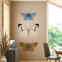 Trio of English butterfly species

