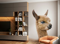 Baby llama looking calm and cute

