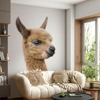 Newborn llama profile high quality

