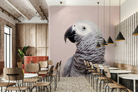 Gentle grey parrot wall design

