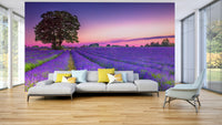 Golden hour over lavender field wall mural for tranquility.

