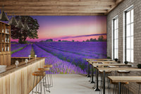 Golden hour lavender field mural creating a calming ambiance.

