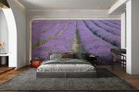 Lavender Dreams Wall Mural featuring a peaceful lavender field

