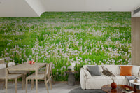 Soft dandelions scattered across grassy field
