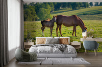 Two horses in a field mural wallpaper

