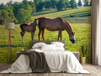 Pastoral horse duo wall mural scene

