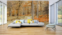 Calm woodland road scene for interiors

