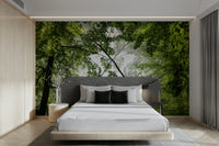 High-resolution photography of a forest.

