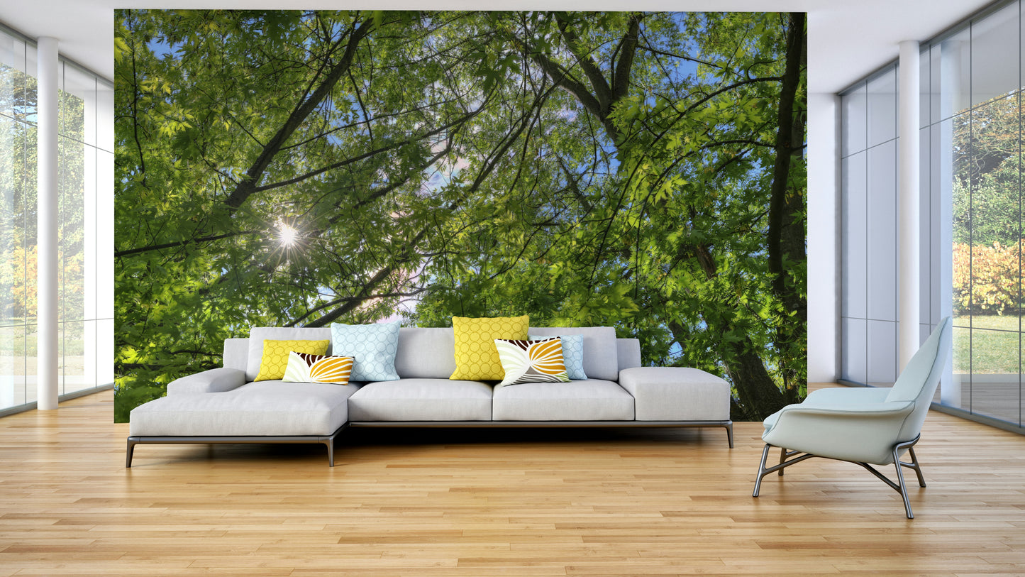 Sunlight filtering through green leaves.

