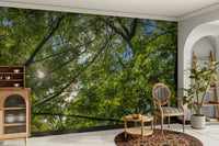 Lush tree canopy from below.

