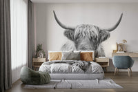 Iconic Scottish cattle photography or illustration.

