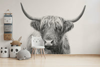 Majestic Highland bull with shaggy coat.

