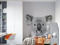 Focus on the koala's expression and fur texture.

