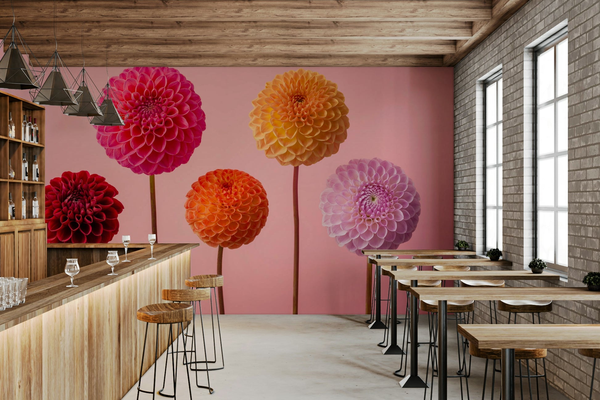 Striking display of five dahlia blooms.

