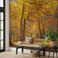 High-resolution image of an autumn forest.

