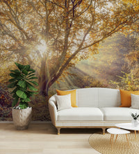 The trees and forest floor are a central focus of the image.

