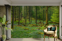 Sunlight is filtering through the tree canopy.

