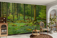 Tall trees with textured bark fill the scene.

