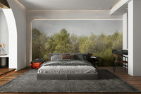 A beautiful forest scene with tall birch trees.

