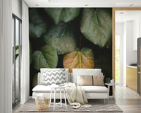 A calming serene leaf wallpaper mural that defines a space.

