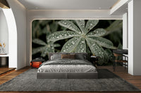 A contemplative lupine flower wallpaper mural for a feature wall.

