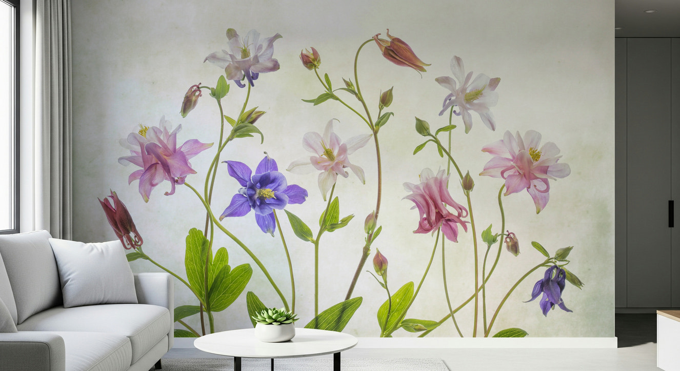 A beautiful columbine flower wallpaper mural for a modern home.

