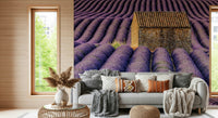 A beautiful serene lavender field wallpaper mural for a modern home.