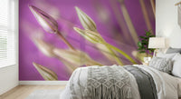 Delicate blooming Purple Alliums wall mural, soft lavender background art.