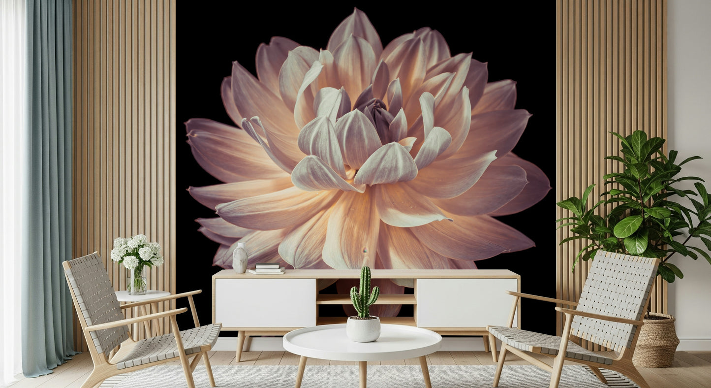 Large single flower head on Blooming Dahlia Wall Mural dark background.