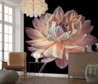 Pale pink petals contrast black in Blooming Dahlia wallpaper mural art.