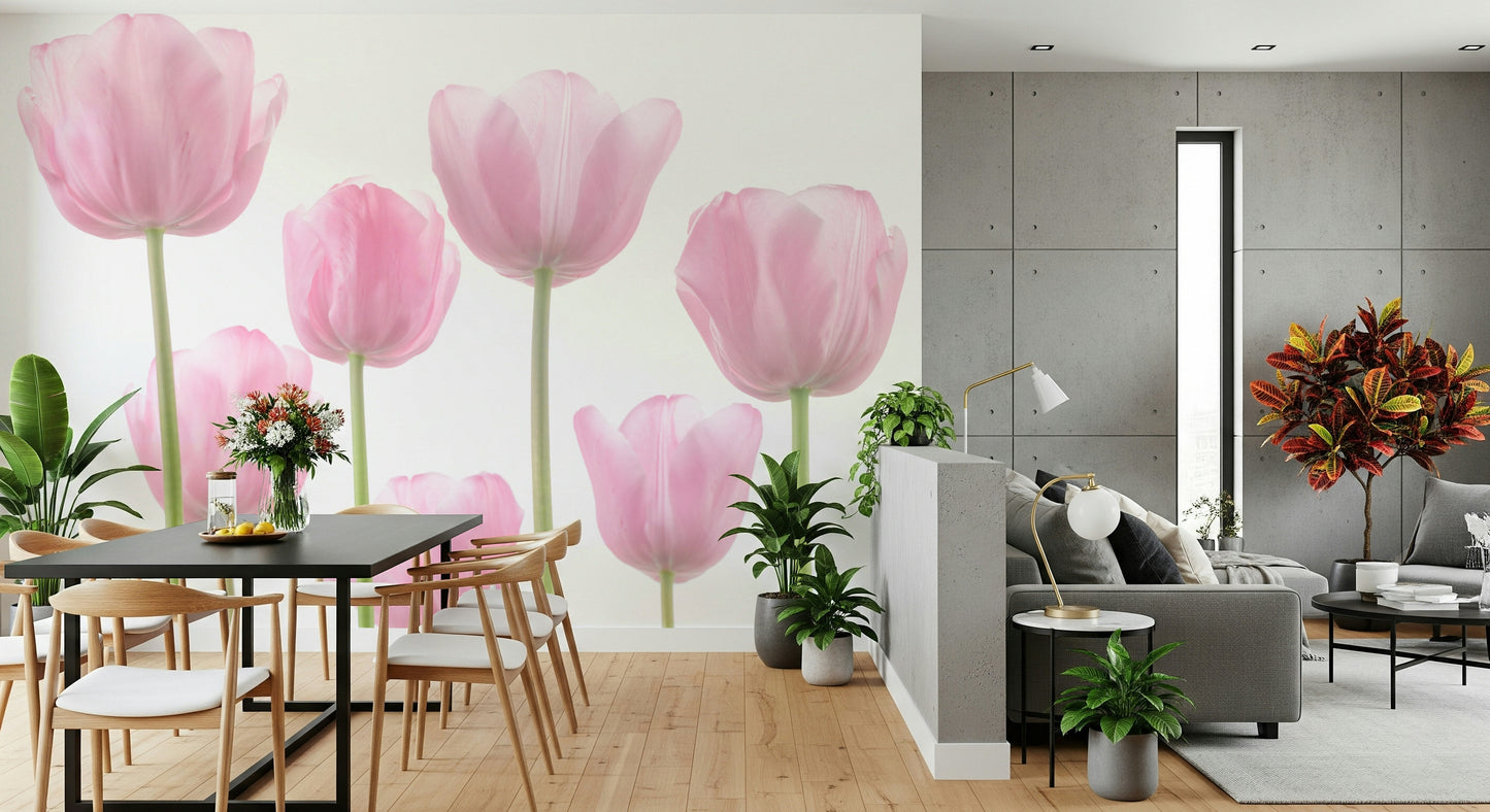 Soft pink tulip blossoms, stunning simple floral wallpaper focus.
